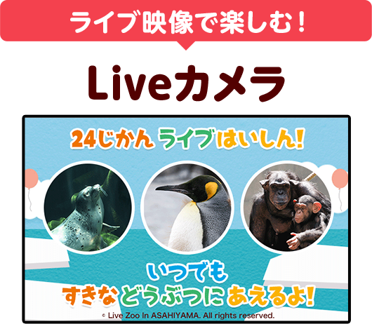 いつでもどこでも旭山動物園の動物を観察 Live Zoo In あさひやま Dキッズ